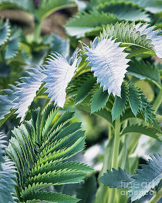 Wall Art featuring the photograph Green Leaf by Abigail Diane Photography