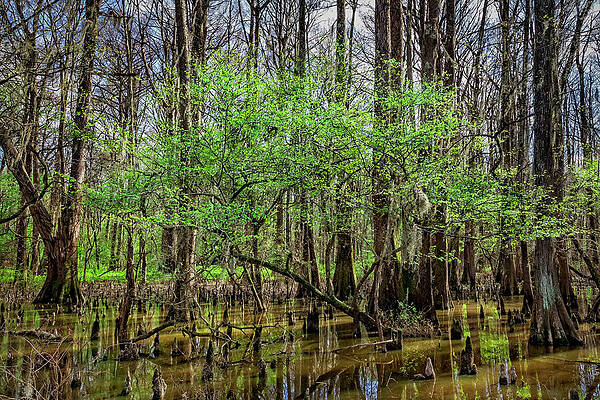 Green Wall Art featuring the photograph Green Leaves In Caddo Lake Swamp by Kelley King