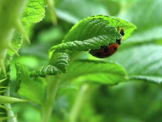 Spring Photograph - Green Leaves With A Ladybug by Tatiana Travelways