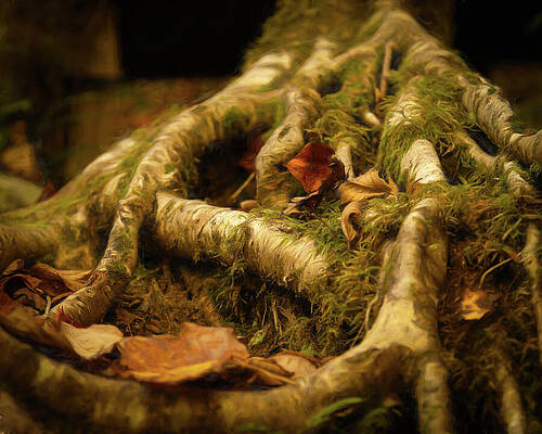 Tree Photograph - Green Magic by Dodie Ross