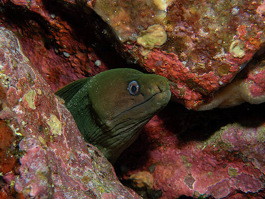 Fish Photograph - Green Moray Eel by Brian Weber
