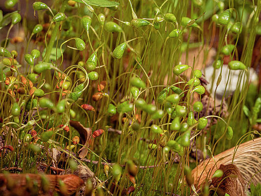 Tree Photograph - Missouri - Green Moss Spores by Robert Niemeier