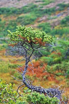 Natural Photograph - Green On Green Juniper Tree by Tatiana Travelways