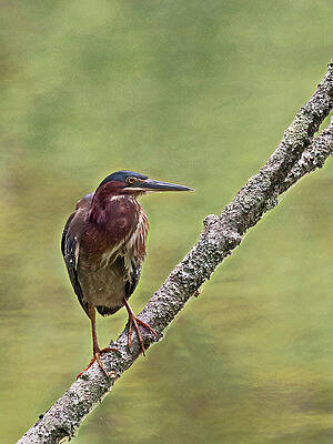 Wall Art featuring the photograph Green Perch by Gina Fitzhugh
