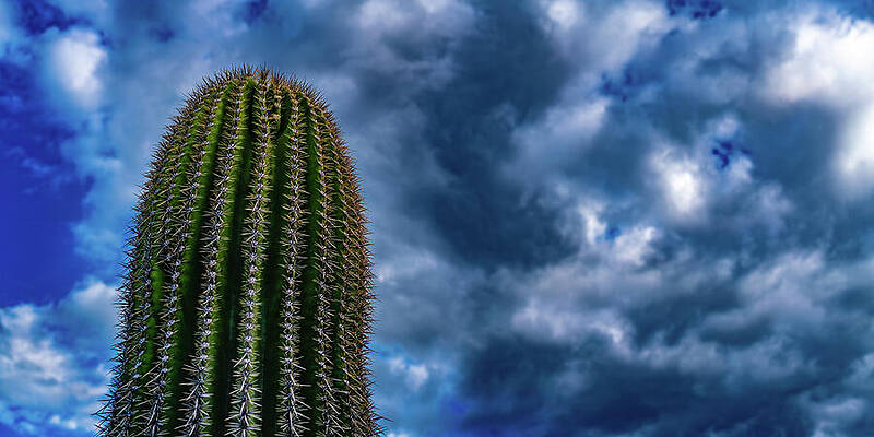 Desert Photograph - Green Valley Arizona by Tommy Farnsworth