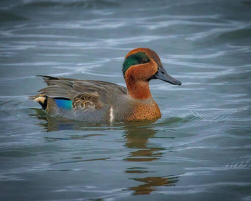 Wing Photograph - Green-winged Teal by Joe Fisher