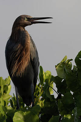 Florida Photograph - Greeting The Morning Sun by RD Allen