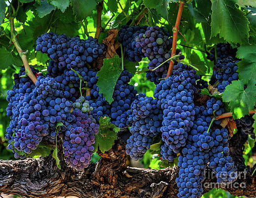 Wall Art featuring the photograph Juicy Cluster Of Grenache Grapes by Abigail Diane Photography
