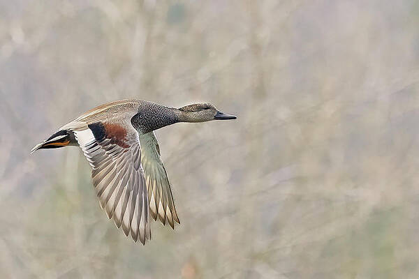 Wall Art featuring the photograph Grey Duck In A Grey Background by Jim E Johnson