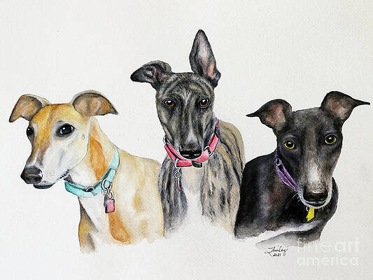 Painting - Greyhounds Saved by Shirley Dutchkowski