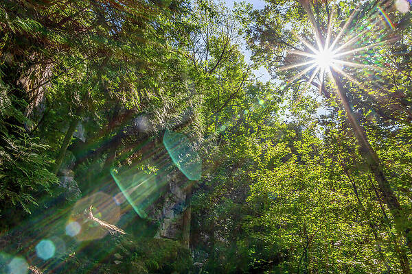 Sunlight Through Lush Forest Photograph