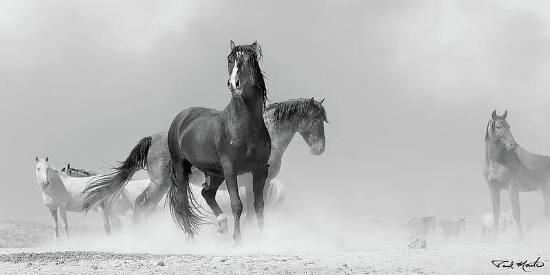 Arizona Photograph - Gritty October Stallions by Paul Martin