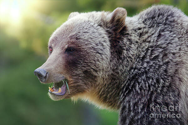 Wildlife Photograph - Griz by Thomas Nay