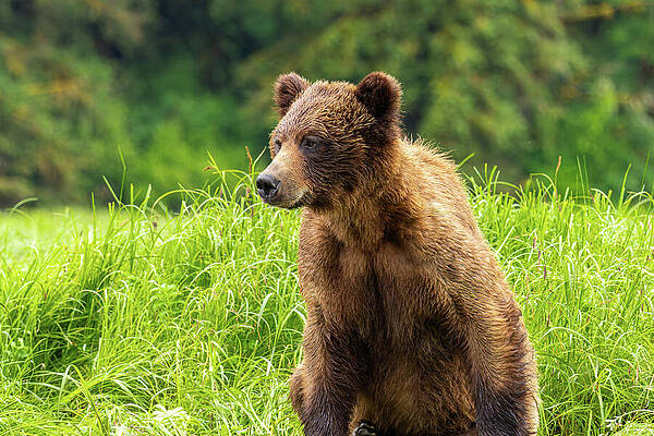 Nature Photograph - Grizzlies Of The Khutzeymateen #2 by Linda Ryma