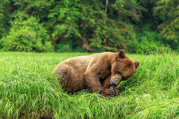 Nature Photograph - Grizzlies Of The Khutzeymateen #3 by Linda Ryma