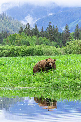 Nature Photograph - Grizzlies Of The Khutzeymateen #4 by Linda Ryma