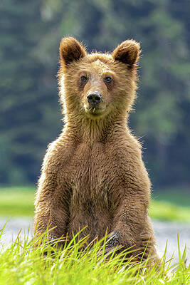 Nature Photograph - Grizzlies Of The Khutzeymateen #5 by Linda Ryma