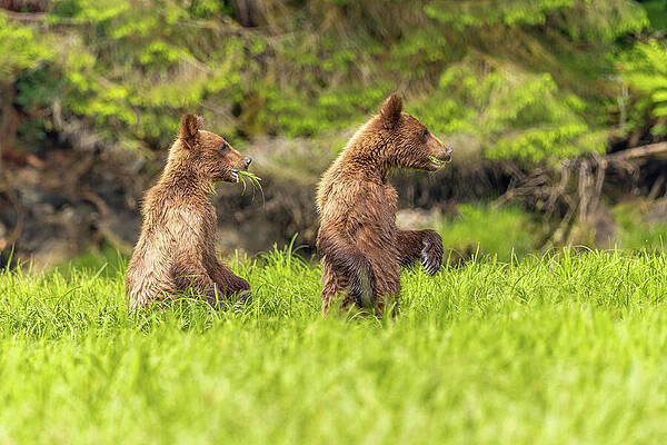 Nature Photograph - Grizzlies Of The Khutzeymateen #8 by Linda Ryma