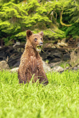 Nature Photograph - Grizzlies Of The Khutzeymateen #9 by Linda Ryma