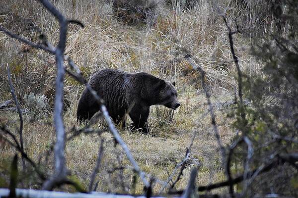 Wildlife Photograph - Just Passing Through by Alden White Ballard