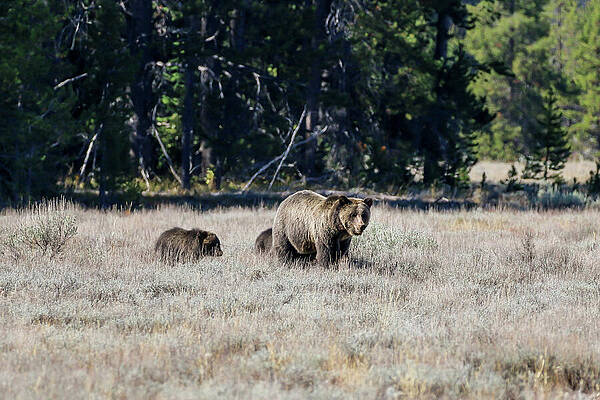 Fall Wall Art featuring the photograph Grizzly Bear And 3 Cubs #2 by Dawn Richards
