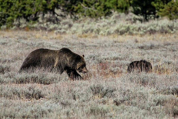 Fall Wall Art featuring the photograph Grizzly Bear And Cub by Dawn Richards