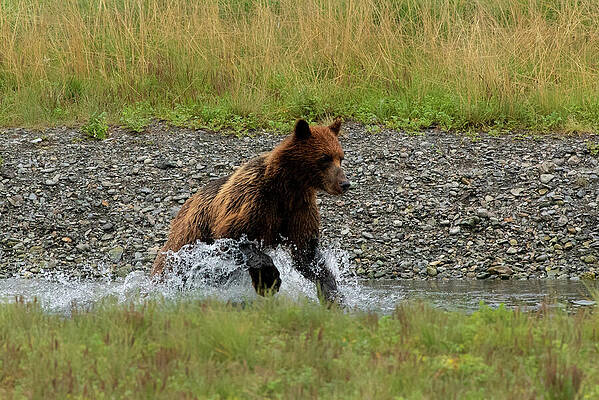 Wilderness Wall Art featuring the photograph Brown Bear Chasing Salmon In Pack Creek, Alaska by Nancy Gleason