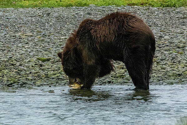 Wilderness Wall Art featuring the photograph Brown Bear Eating A Pink Salmon On Pack Creek, Alaska by Nancy Gleason