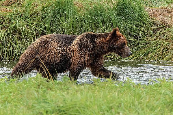 Wilderness Wall Art featuring the photograph Brown Bear Hunting Salmon In Pack Creek, Alaska by Nancy Gleason