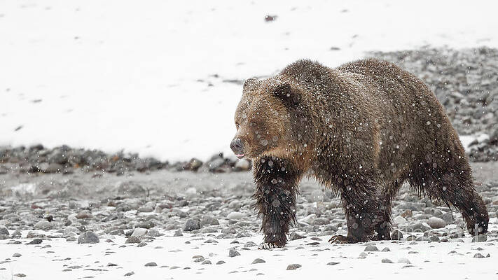 Wall Art featuring the photograph Grizzly Bear In Snow by Rehna George