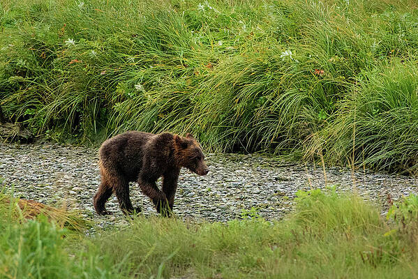 Wilderness Wall Art featuring the photograph Brown Bear Juvenile At Pack Creek, Alaska by Nancy Gleason
