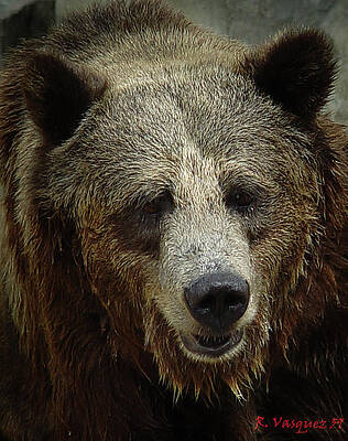 Animal Photograph - Grizzly Bear by Rene Vasquez