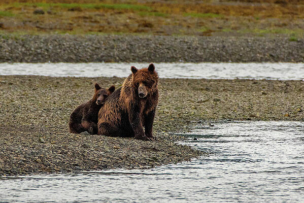 Wilderness Wall Art featuring the photograph Brown Bear Sow And Juvenile Waiting For High Tide At Pack Creek by Nancy Gleason