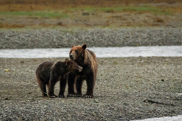 Wilderness Wall Art featuring the photograph Brown Bear Sow And Juvenile Waiting For High Tide To Bring Salmon by Nancy Gleason
