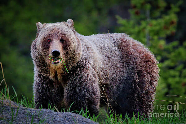 Wild Wall Art featuring the photograph Grizzly Bear by Thomas Nay