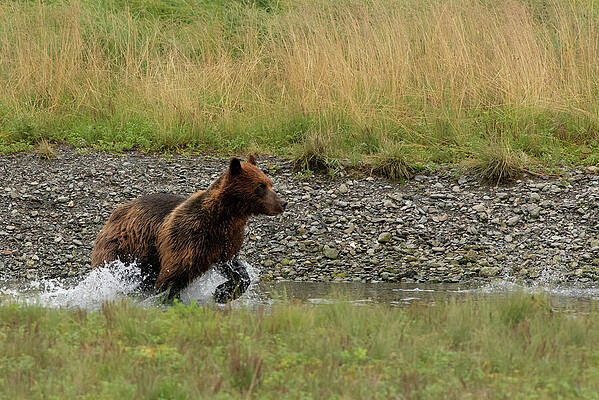 Wilderness Wall Art featuring the photograph Brown Bear Tracking Salmon In Pack Creek, Alaska by Nancy Gleason