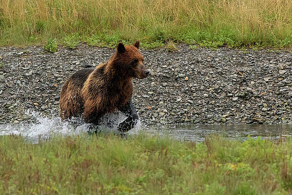 Wilderness Wall Art featuring the photograph Brown Bear Wades Through Pack Creek For Salmon by Nancy Gleason