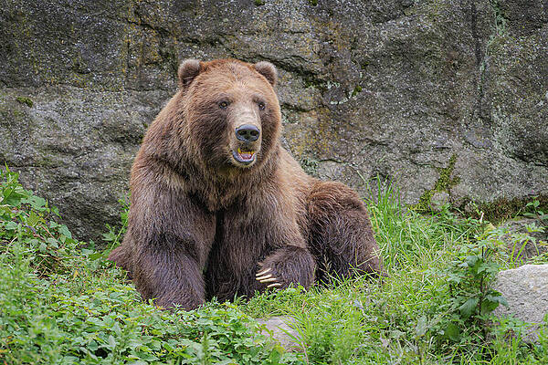 Nature Wall Art featuring the photograph Grizzly II by Dave King