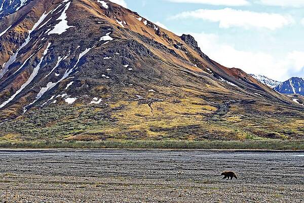 Animal Photograph - Grizzly In Denali by KJ Swan