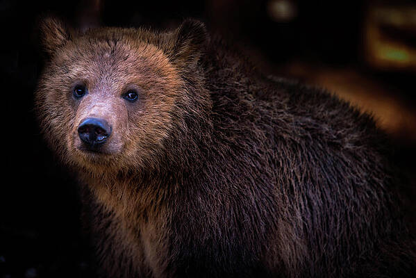 Photograph - Grizzly by Matt Halvorson