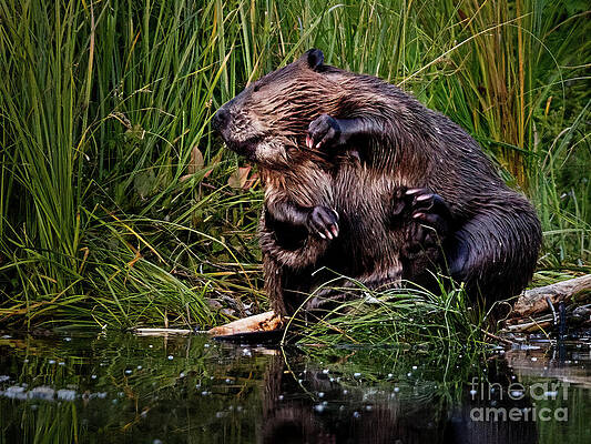 Wild Wall Art featuring the photograph Grooming Time by Thomas Nay