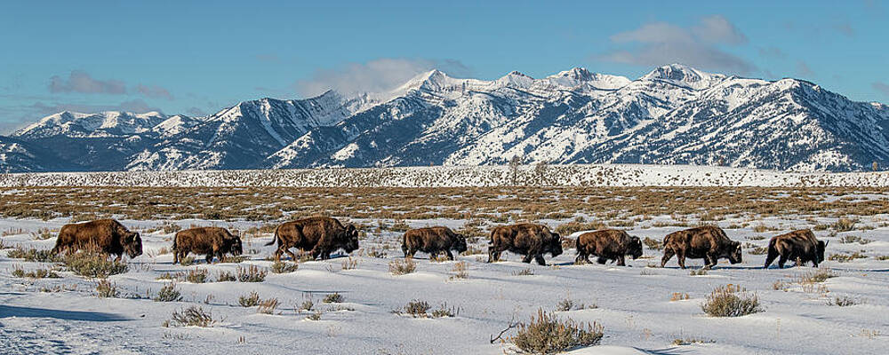 Wyoming Photograph - Gros Ventre Bison I by Douglas Wielfaert