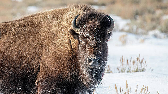 Wyoming Photograph - Gros Ventre Bison II by Douglas Wielfaert