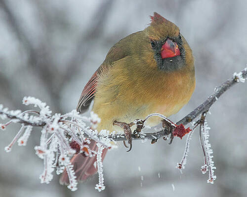 Cardinal Photograph - Grouchy Female Cardinal by Robert Allen Hill