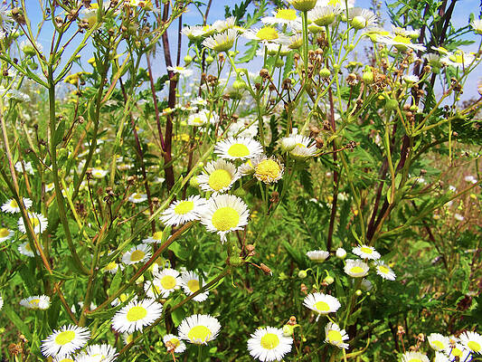 Photograph - Ground Level View Of Daisy Flowers On A Field - Photo by Nicko Prints