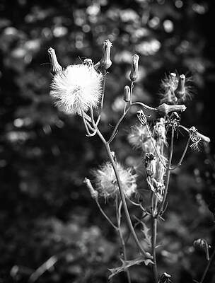 Wall Art featuring the photograph Groundsel Seed by Steven Nelson