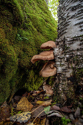 Wild Photograph - Group Of Mushrooms Grows On A Tree Trunk 3 by John Twynam