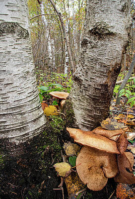 Wild Photograph - Group Of Mushrooms Grows On A Tree Trunk 4 by John Twynam