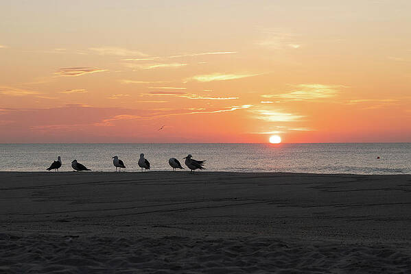 Summer Wall Art featuring the photograph Group Of Seagulls Enjoying The Sunrise by Matthew DeGrushe