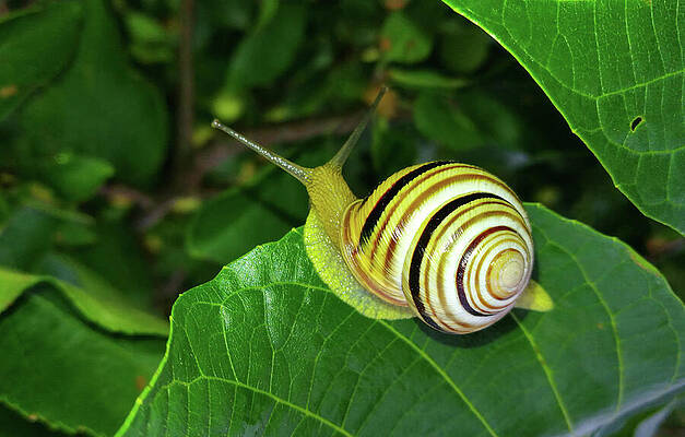 Photograph - Grove Snail, Cepaea Nemoralis, Sitting On A Green Leaf - Photo by Nicko Prints